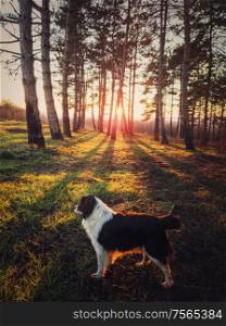 Vertical portrait of a dog walking in the forest. Beautiful sunset scene with the sun beams slipping through the pine trees. Peaceful evening with an adorable pet in the woods.