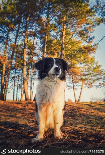 Vertical portrait of a lovely border collie dog in the nature, posing serious expression over the pine forest background. Beautiful scene with soft, orange sunset beams slipping through the trees.
