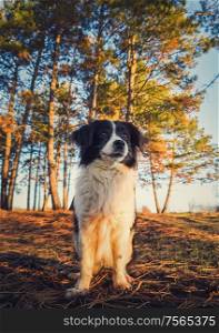 Vertical portrait of a lovely border collie dog in the nature, posing serious expression over the pine forest background. Beautiful scene with soft, orange sunset beams slipping through the trees.