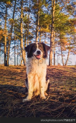 Vertical portrait of a smiling border collie dog, posing happy, open mouth expression, over the pine forest background. Beautiful scene with soft, orange sunset beams slipping through the trees.