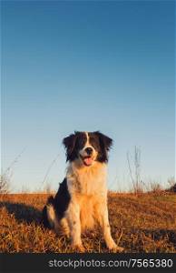 Vertical portrait of a smiling border collie dog posing happy, open mouth expression, sitting on a dry grass autumn field under clear blue sky. Beautiful evening scene with a pet in the nature.