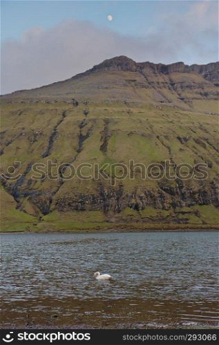 Vertical scenic image of Faroese landscape with Cygnus cygnus  whooper swan, Singschwan  swiming in lake with mountains in background and distant moon shining above the peak. Glorious sceneries of the Faroes. Postcard motif.