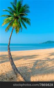 Vertical shot curved coconut palm on the sea background