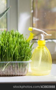 vertical shot - grass in container and yellow sprayer on the windowsill closeup indoors