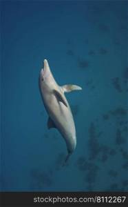 Vertical shot of an Indopacific dolphin  Tursiops aduncus  swimming up to the surface. Vertical shot of a bottlenose dolphin diving up
