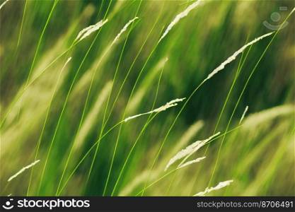 Vertical shot of Green grass close up  seamless textile pattern 3d illustrated