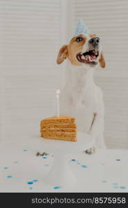 Vertical shot of jack russel terrier dog celebrates one year birthday, poses near delicious cake with burning candle, wears cone hat, enjoys party. Pets treats. Animals and festive holiday concept