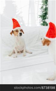 Vertical shot of pedigree dog in festive hat anticipates for New Year, poses near mirror, looks at its reflection, sits on white floor. Christmas time concept