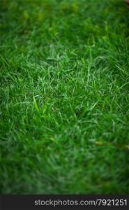 Vertical shot of uncut fresh green grass