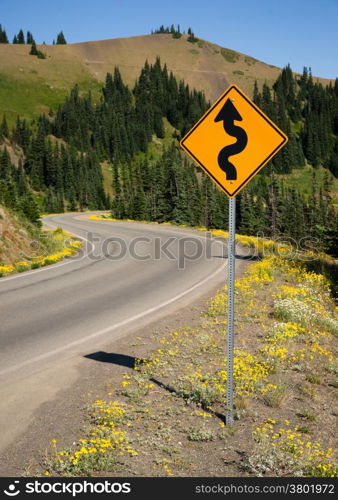 Vertivcal composition of roadway in Olympic National Park