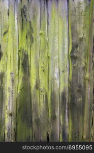 veru old mossy green grungy cracked vertical planks on side or door of farmer&rsquo;s barn