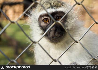 Vervet monkey captive, behind the zoo bars, look to the camera