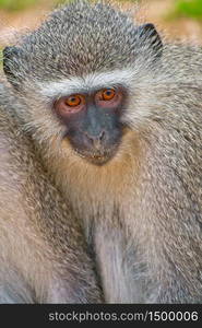 Vervet Monkey, Cercopithecus aethiops, Kruger National Park, South Africa, Africa