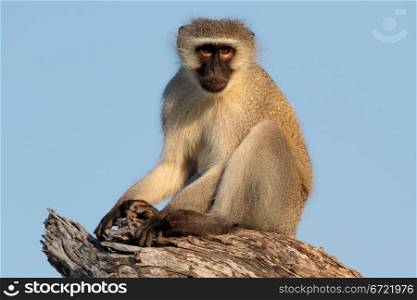 Vervet monkey (Cercopithecus aethiops) sitting in a tree, South Africa