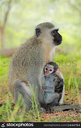 Vervet monkey  Cercopithecus aethiops  with suckling baby, Kruger National Park, South Africa 