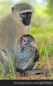 Vervet monkey (Cercopithecus aethiops) with suckling baby, Kruger National Park, South Africa