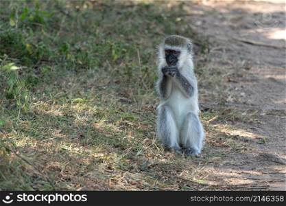 Vervet monkey (Chlorocebus pygerythrus), National Parks of Uganda