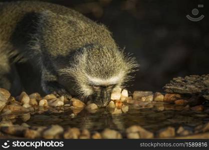 Vervet monkey drinking in waterhole in Kruger National park, South Africa ; Specie Chlorocebus pygerythrus family of Cercopithecidae. Vervet monkey in Kruger National park, South Africa