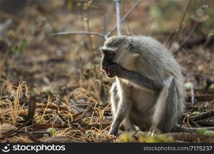 Vervet monkey eating seeds in the bush in Kruger National park, South Africa ; Specie Chlorocebus pygerythrus family of Cercopithecidae. Vervet monkey in Kruger National park, South Africa