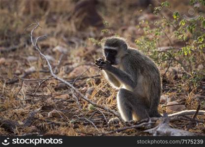 Vervet monkey eating seeds in the bush in Kruger National park, South Africa ; Specie Chlorocebus pygerythrus family of Cercopithecidae. Vervet monkey in Kruger National park, South Africa