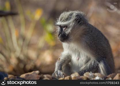 Vervet monkey portrait with natural background in Kruger National park, South Africa ; Specie Chlorocebus pygerythrus family of Cercopithecidae. Vervet monkey in Kruger National park, South Africa