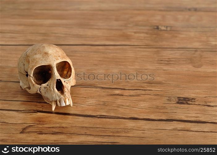 Vervet monkey skull