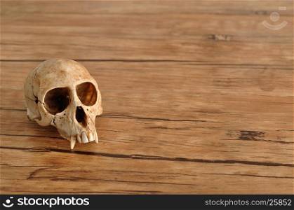 Vervet monkey skull