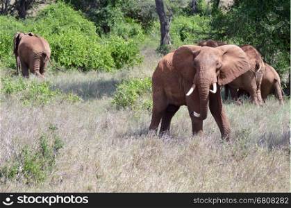 Very angry elephant . Very angry elephant in West Tsavo Park in Kenya