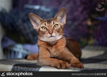 Very beautiful Abyssinian cat, kitten on the background of a lavender field, looking at the camera