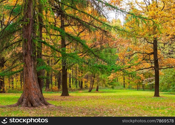 very beautiful autumn landscape of mixed forest
