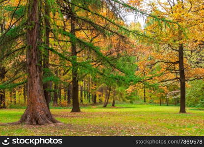 very beautiful autumn landscape of mixed forest