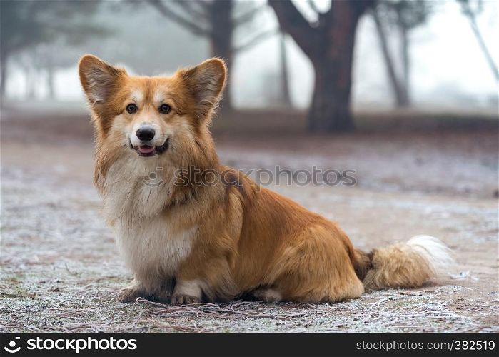 very beautiful corgi fluffy dog on a walk in the park