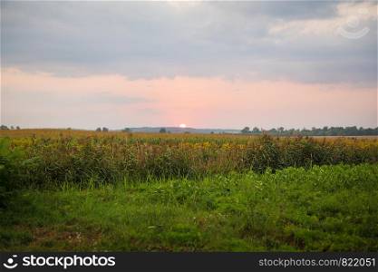 very beautiful sunset over an agricultural green field. very beautiful sunset over an agricultural green field.