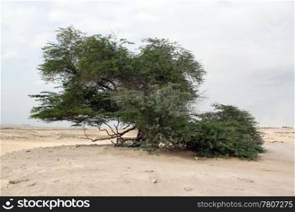 Very big acacia in the middle of the desert in Bahrein