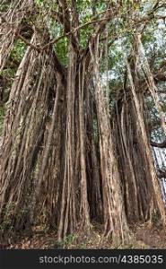 Very big banyan tree in the jungle