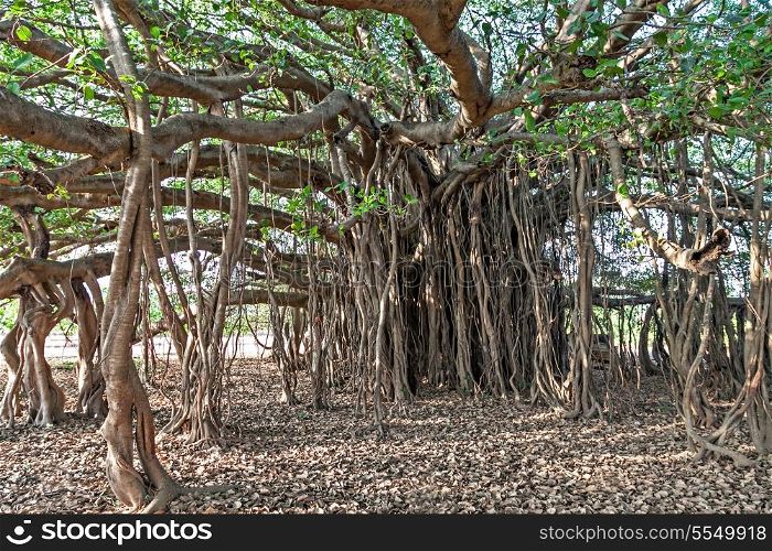 Very big banyan tree in the jungle