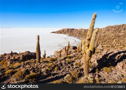 Very big cactuses on Cactus Island, Salar de Uyuni (Salt Flat) near Uyuni, Bolivia