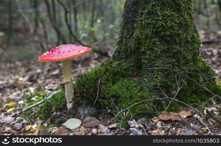 very big fly agaric red mushroom with white dots at a tree full of moss