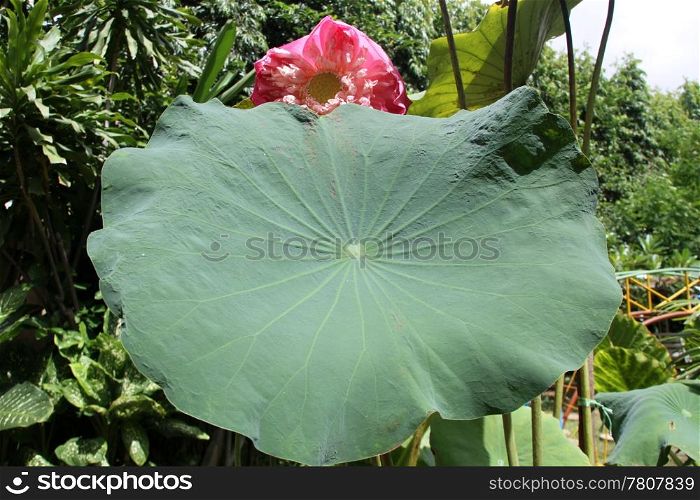 Very big leaf and pink lotus, Thailand