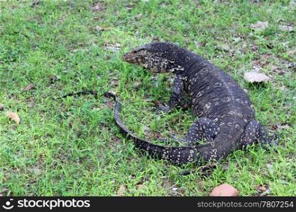 Very big monitor lizard on the grass in Sri Lanka