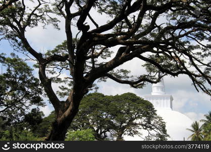 Very big tree and white stupa in Anuradhapura, Sri Lanka