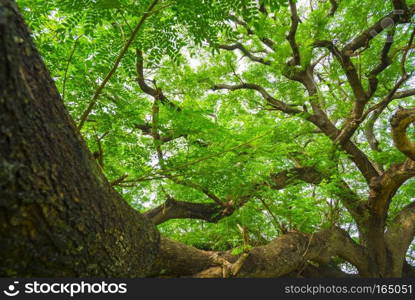 very big tree in Thailand