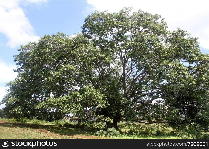 Very big tree on the field near Inle lake, Myanmar