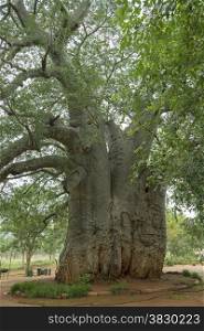 very big two thousand year old baobab tree in south africa