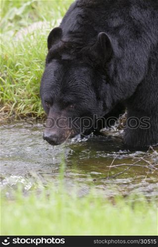 Very close image of black bear drinking water from stream