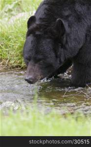 Very close image of black bear drinking water from stream