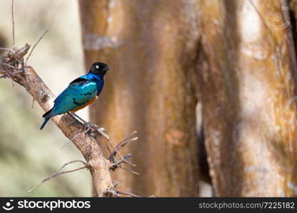 Very colorul native birds sit on branches. Very colorful native birds sit on branches of trees