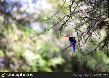 Very colorul native birds sit on branches. Very colorful native birds sit on branches of trees