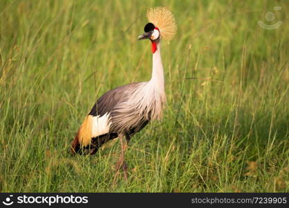 Very colorul native birds sit on branches. Very colorful native birds sit on branches of trees