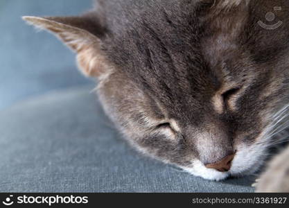 very cute close-up of orange cat sleeping